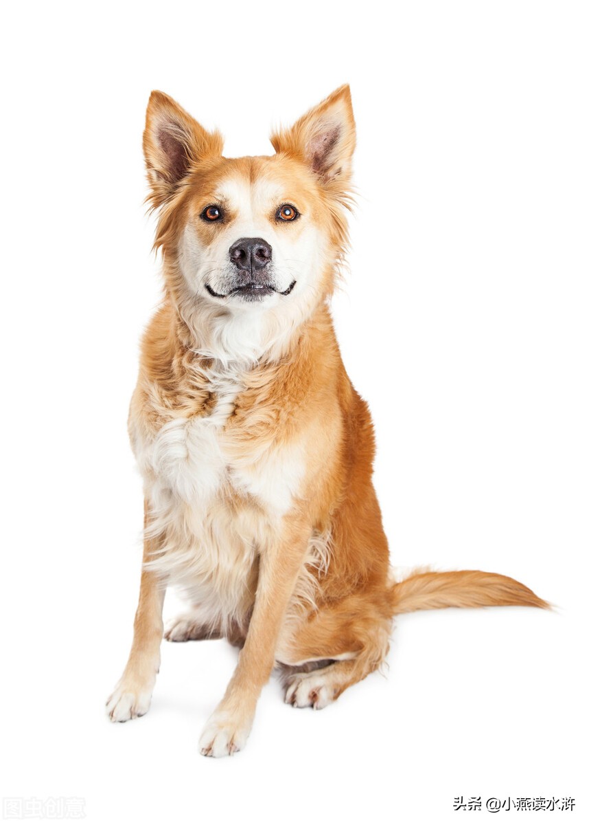 大黄狗田园犬,武当山大黄狗