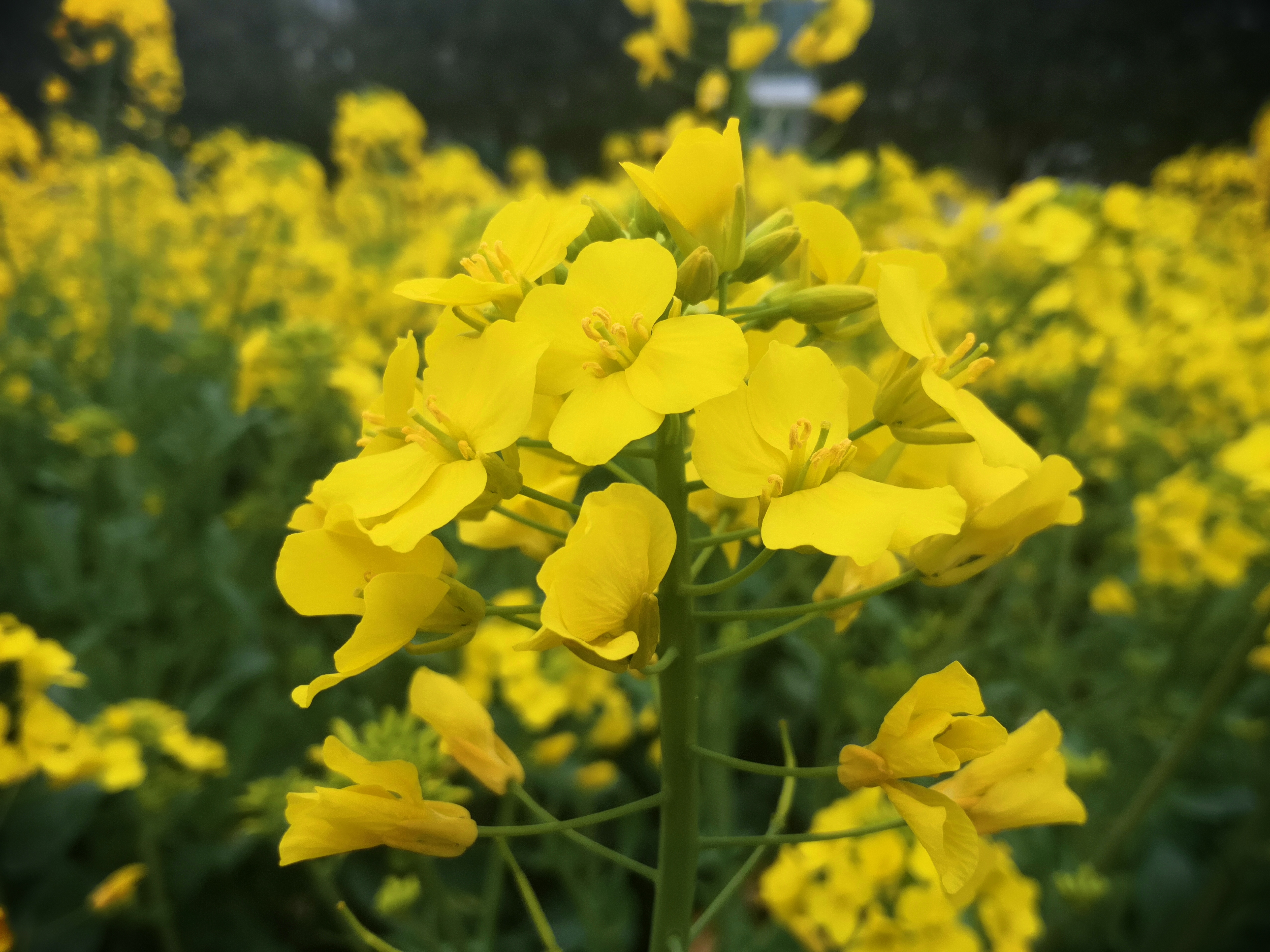 江苏人眼中的南京,到了黑龙江才知道的事