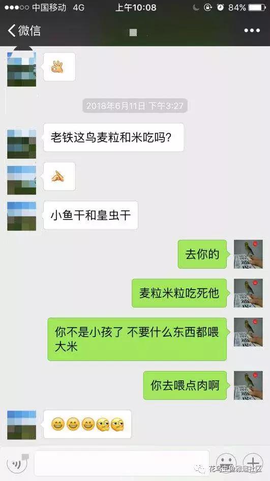鸟儿怎么快速上手,鸟控食的正确步骤