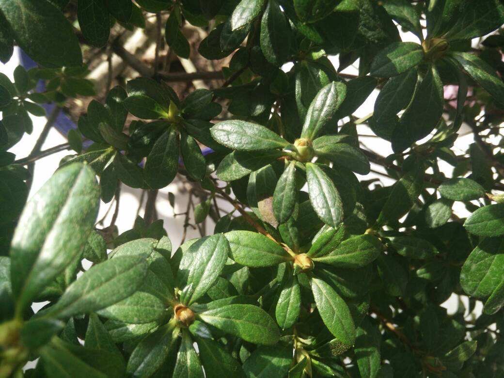 杜鹃花怎么养不长虫,杜鹃花怎么养才不掉枝呢