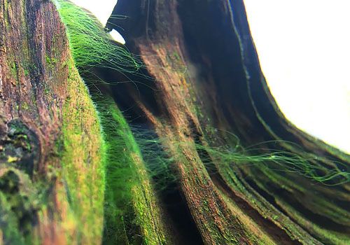 鱼缸爆藻跟盐有关系吗,海缸长藻是硝酸盐还是磷酸盐