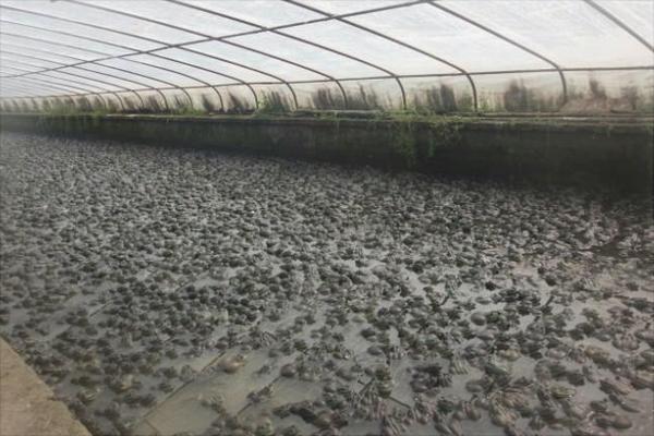 黑斑蛙养殖:养一亩青蛙能赚多少钱?养青蛙的成本和利润?