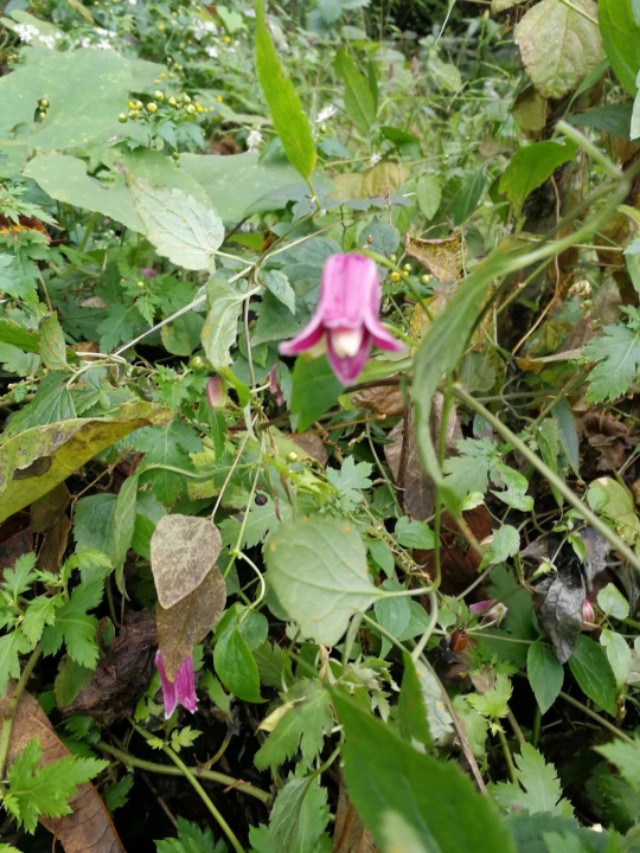 天门山一个人旅游,天门山的特别之处