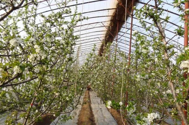 樱桃栽培技术最新视频,大连樱桃气雾栽培技术