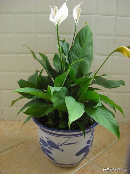 白掌冬季零下几度怎么养,白掌过冬时冻坏叶来年还能活么