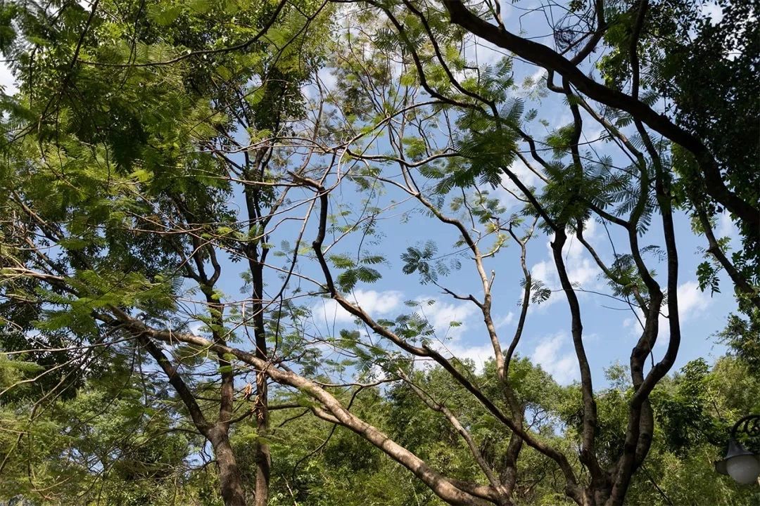 去深圳免费游玩的10个地方,深圳免费游玩景点推荐