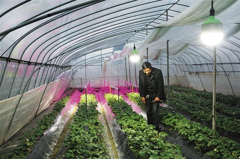 大棚草莓补光最佳方法,草莓生长用什么灯补光