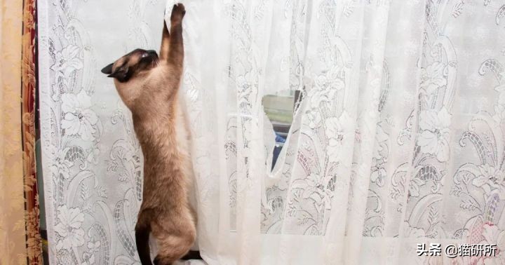 怎么惩罚猫咪挠沙发,猫咪不会挠坏的沙发