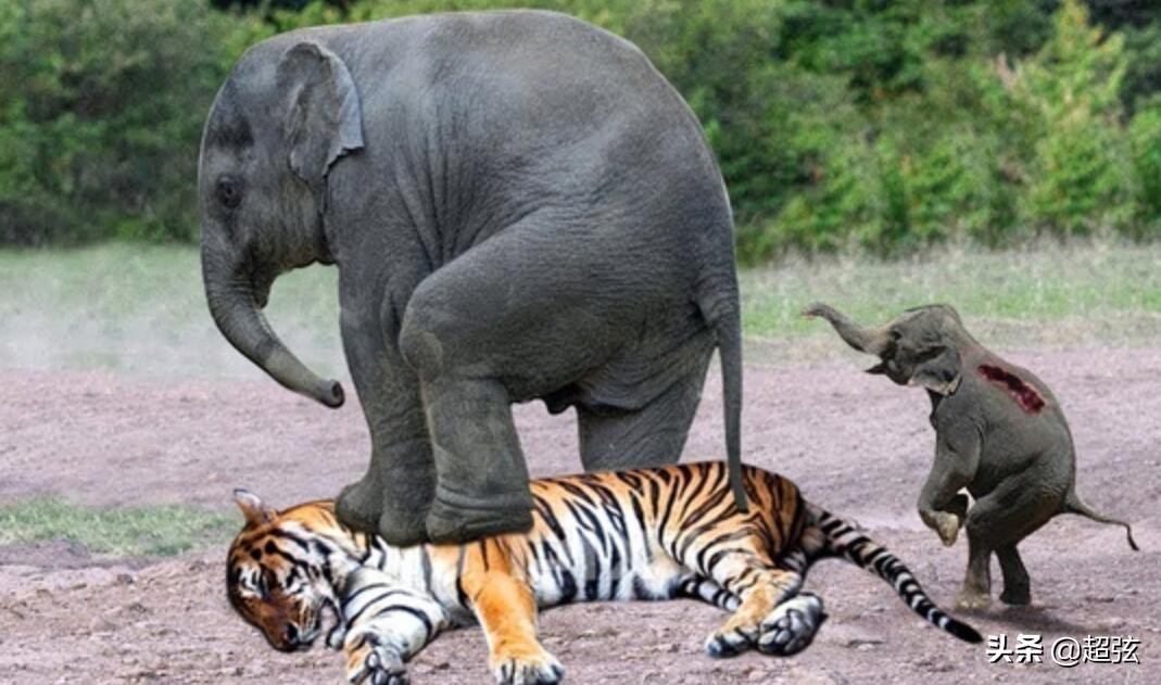 老虎在自然界有没有天敌,自然界里的老虎有多凶猛