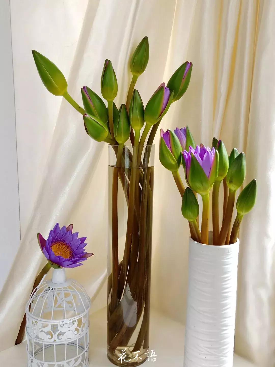 睡莲9月的养护,睡莲的养护方法文字