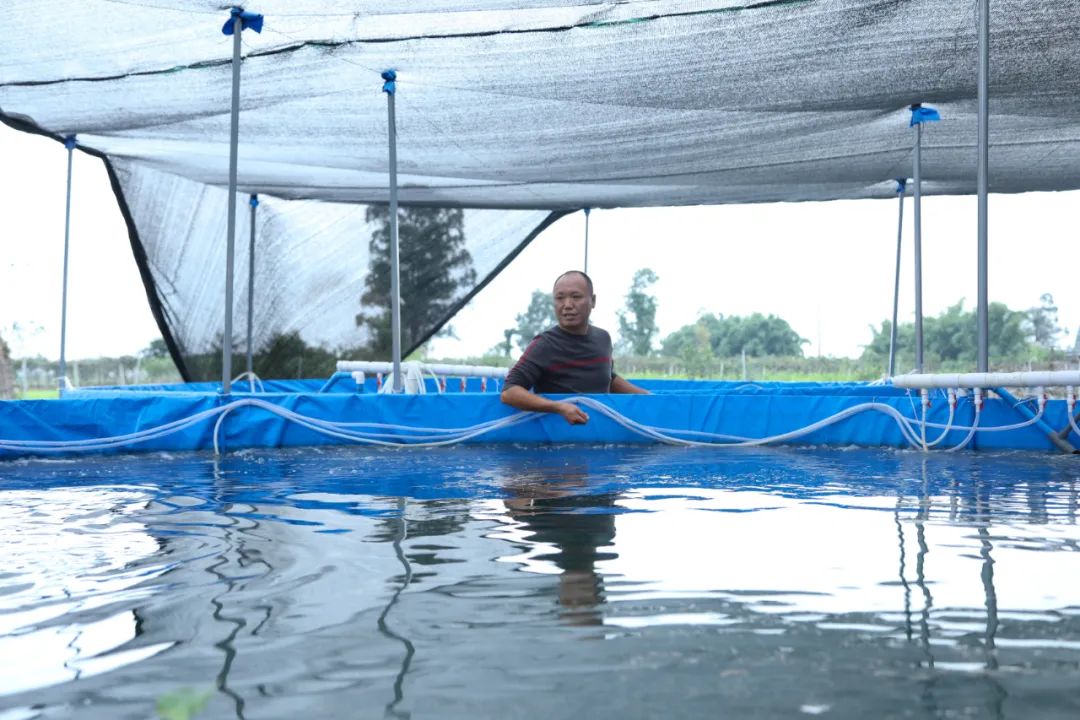 桶装水养斗鱼可以吗,高密度养鱼方法的经济效益如何