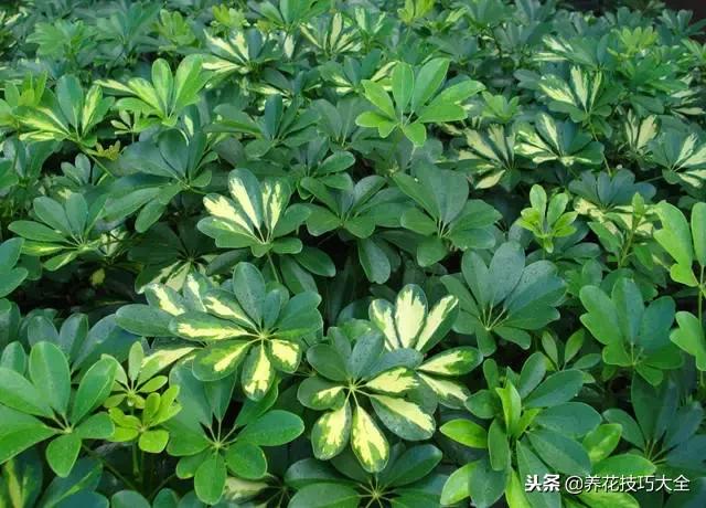 常见小区绿化100种植物图片,常见的水生植物有哪些种