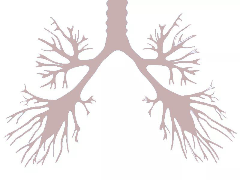 呼吸过程是怎么样的?今天带你搭乘氧气客车,一起去“肺里”逛逛