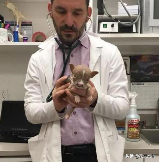 天生唇裂，丑到连亲妈都认不出，这只斗牛犬如今逆袭成白富美