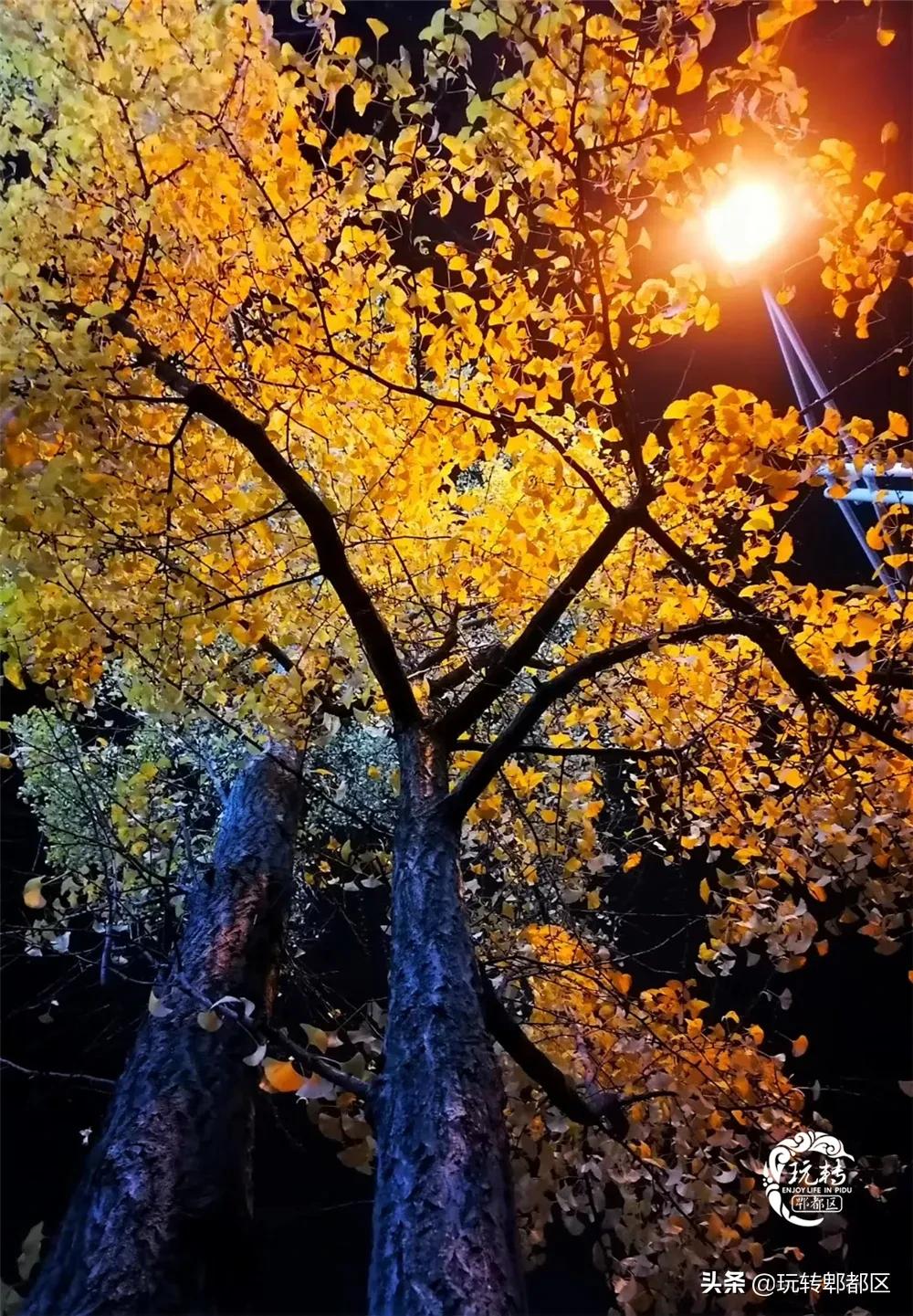 郫都区十大银杏打卡地,郫都区看银杏最好的地方