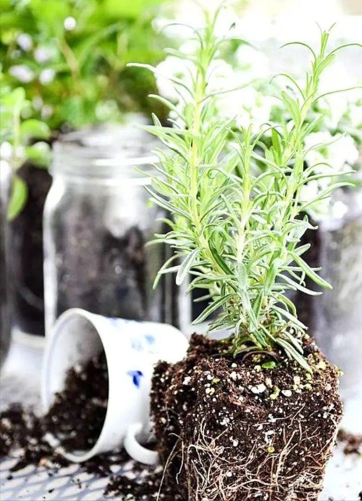 绿植养护植物死了怎么办,绿植为什么在家里养就死了