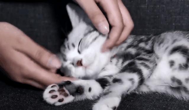 撸猫的秘籍,养猫妙招新手也能讨高冷猫咪欢心