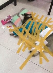 笑掉大牙的图片gif,表情包动态gif笑掉大牙