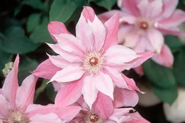 藤本植物皇后铁线莲,藤本皇后铁线莲品种