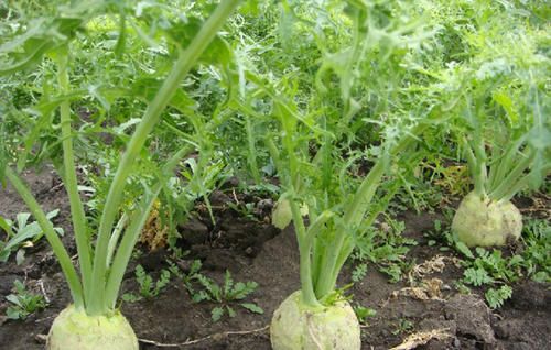 球茎茴香种植时间和方法,球茎茴香的种植与培育技巧