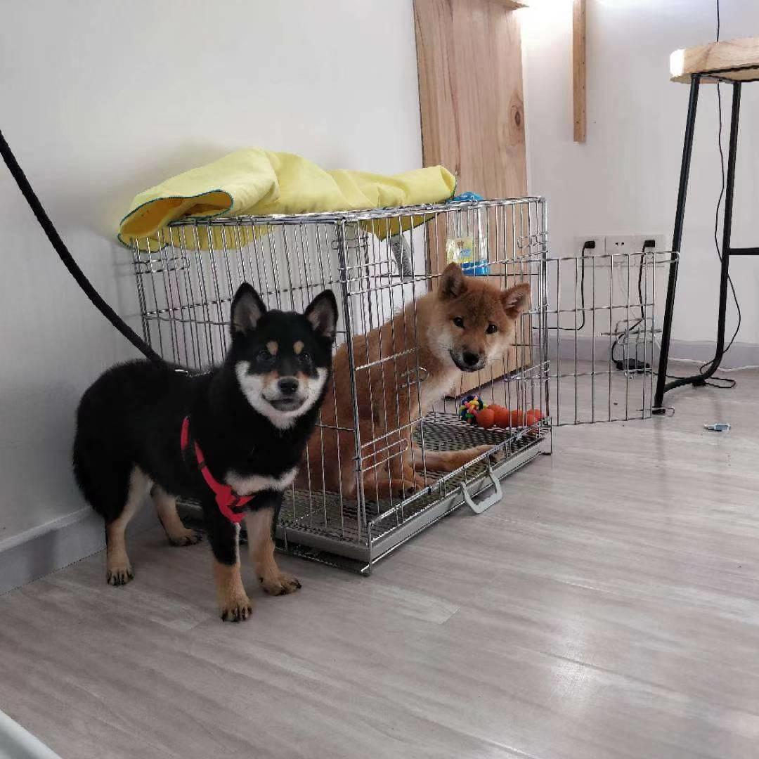 过年加餐？小心喂坏肚子——玻璃胃狗子的喂养心路历程