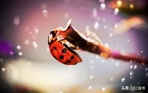 七星瓢虫能带来好运吗,七星瓢虫和二十四星瓢虫