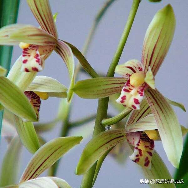养兰花用深的盆好还是用浅的盆好,现在兰花能换盆么是浅种还是深种