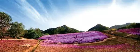 胶东地区春天的小鸟,胶东春天的雪
