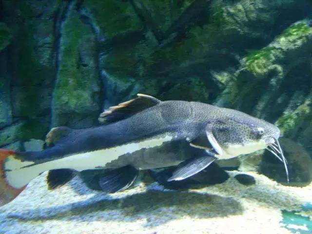 会咬鱼的观赏鱼,观赏鱼哪些不会咬人