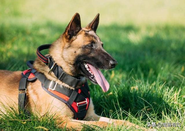 马犬凭什么叫板德牧一哥,为什么马犬取代德牧是军犬