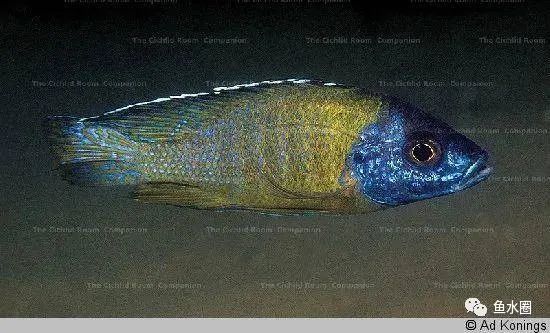 三湖慈鲷马鲷孔雀鱼多久发色,三湖慈鲷鱼之马鲷鱼