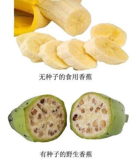 香蕉的种子科普视频,香蕉科普