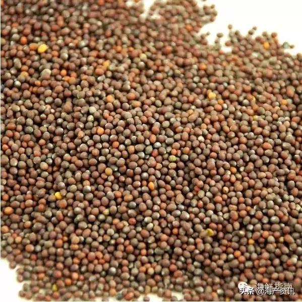 寿司用芥末好吃还是刺身用的芥末,三文鱼刺身除了芥末还有什么