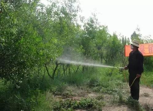 夏季青枣树修剪视频,枣树坐果必须具备什么样的条件