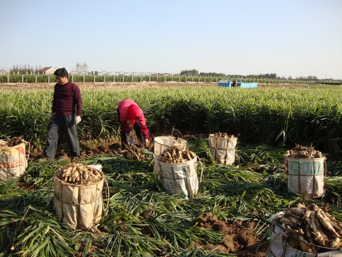 大姜高产栽培技术最新视频,大姜高产种植全过程