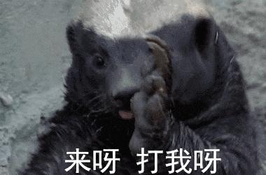 非洲最大的蛇体长可超7米，在蜜獾眼皮底下这蛇怎么长这么大个的