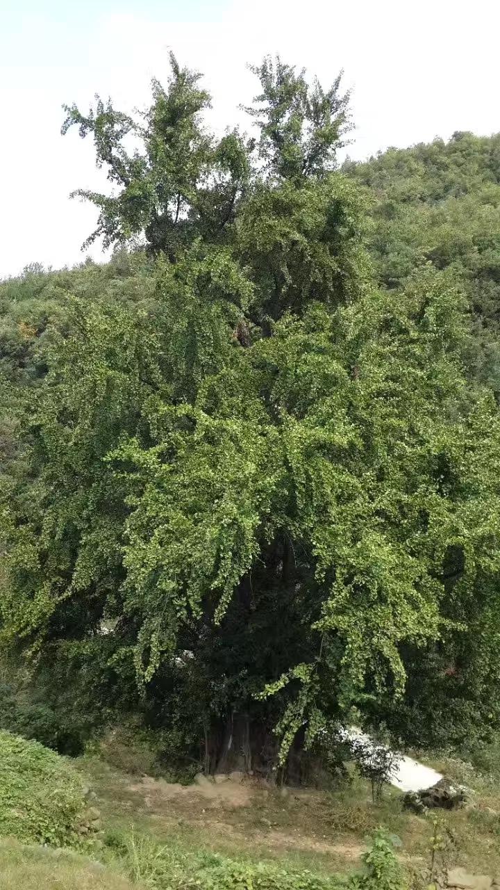 扎根才能成长,扎根土壤才能向上生长