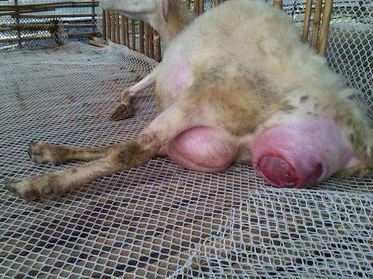 冬天羊为什么容易流产,养羊问题解答