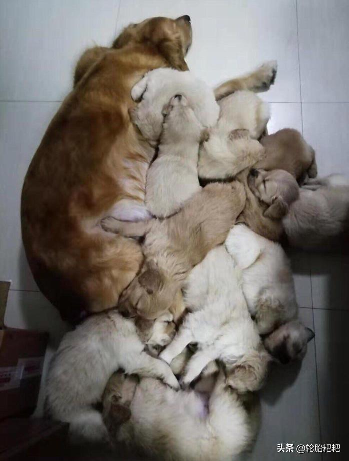 金毛生下一窝狮王,金毛一夜生下12只小崽