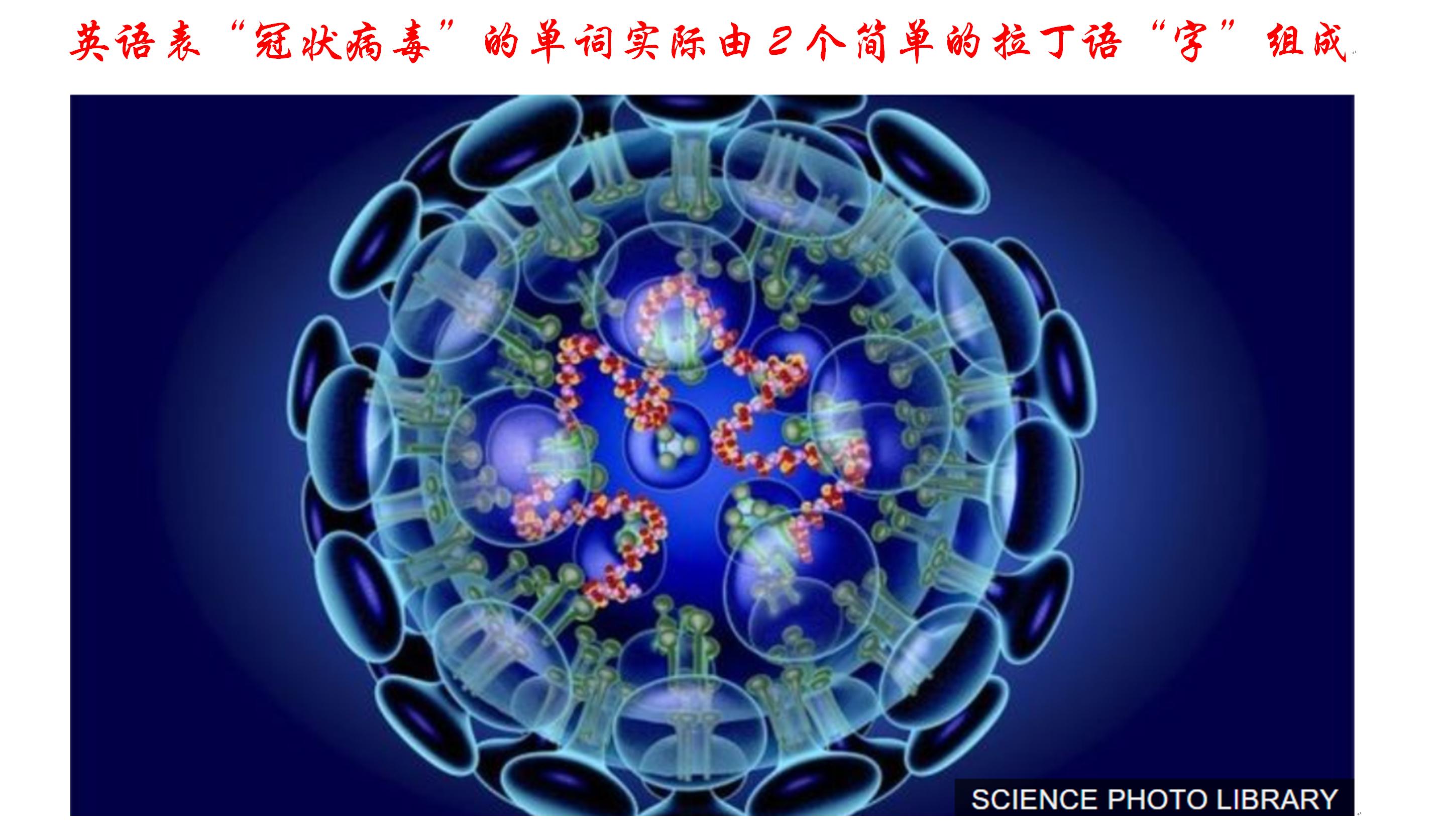 有关于新型冠状病毒的英语词组,冠状病毒英语单词怎么读