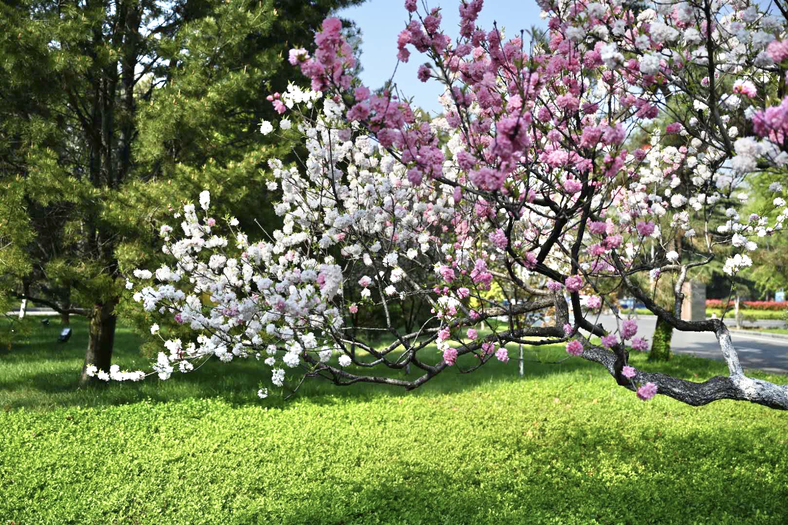 南郊美美,南郊宾馆的风景