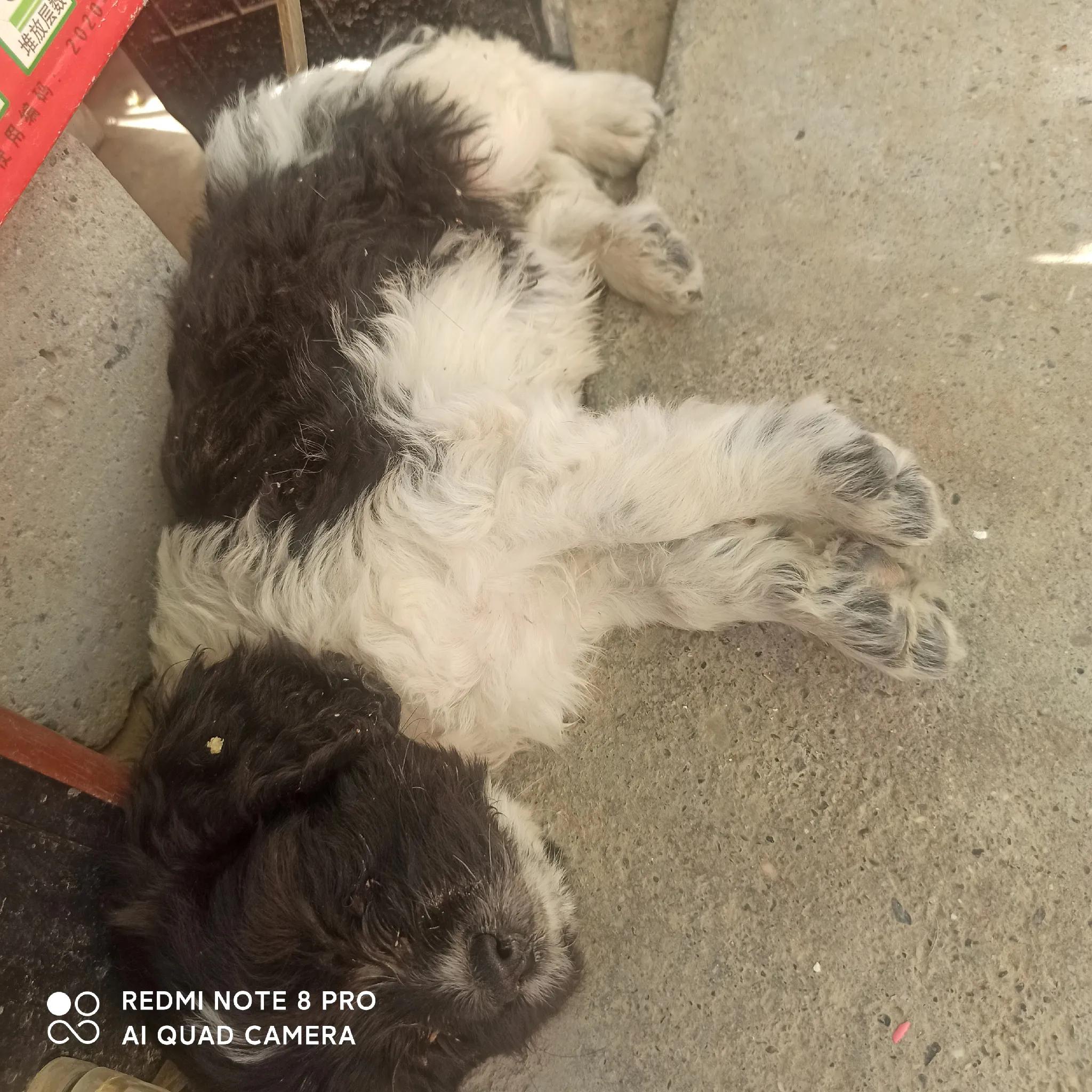 我的妈呀!2600块买来的史宾格,养了不到两周就丢了