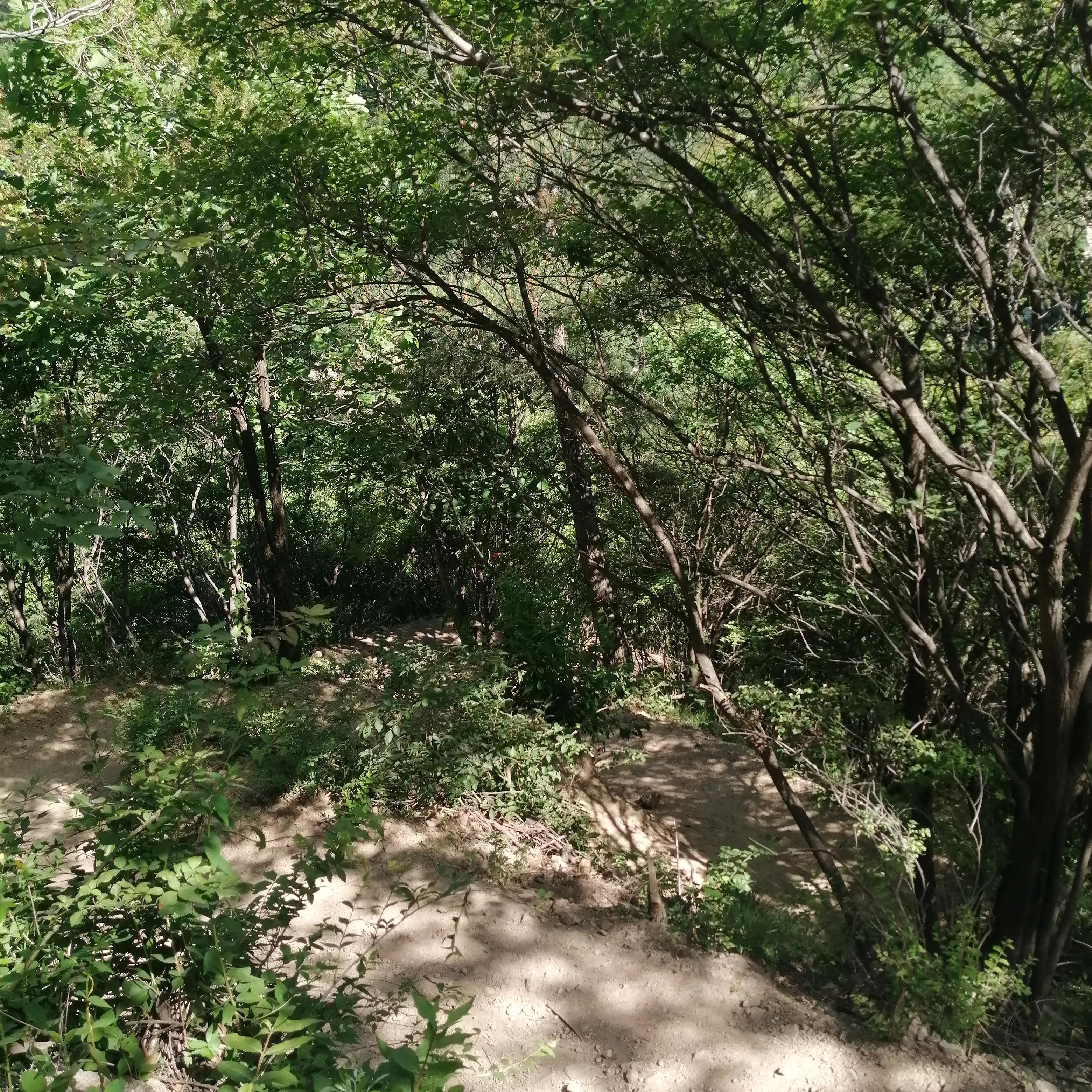 打卡莲花山森林公园,爬莲花山森林公园几个小时