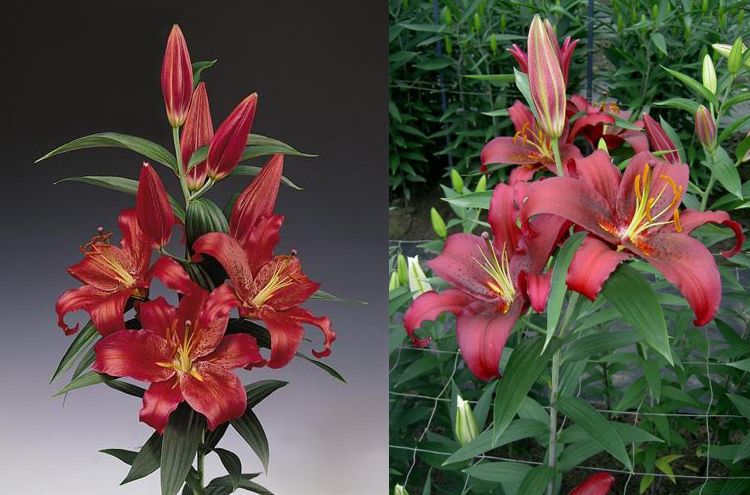 人养花花养人下句,什么花好养活又好看还可以吃的