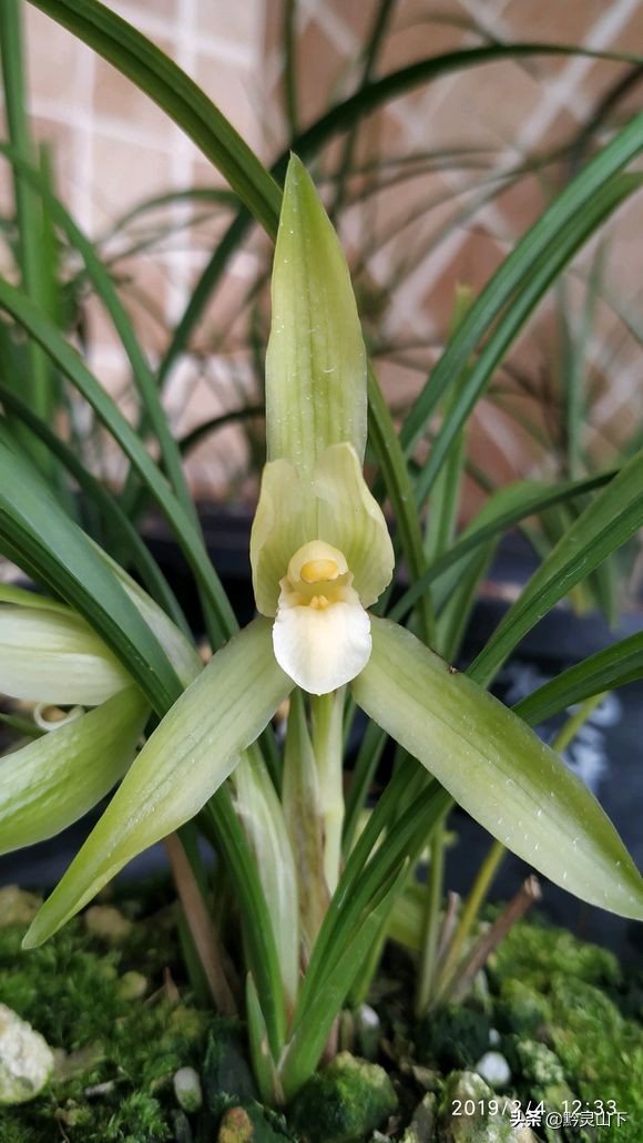 贵州有什么兰花品种啊,贵州兰花品种惠风荷