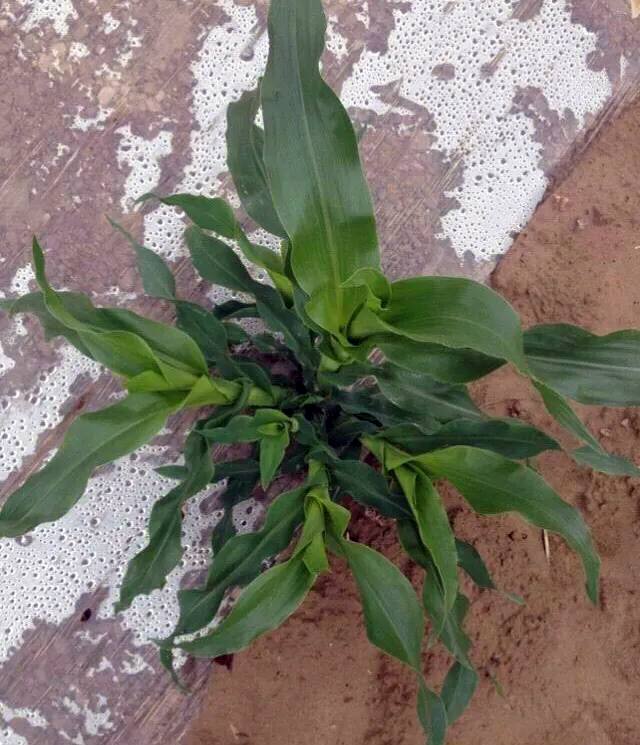 种的玉米有叉子需要掰掉吗,玉米出茬子用不用掰下来