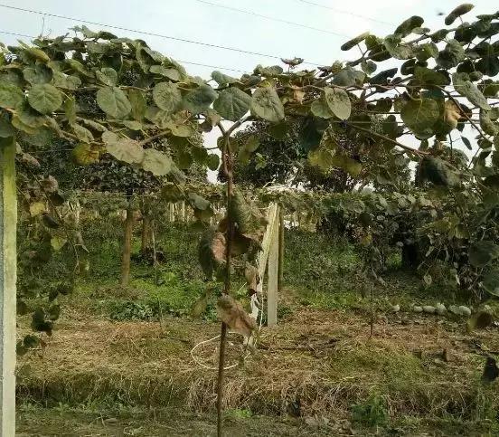 丰产树形与简易修剪法,一杆两蔓树形