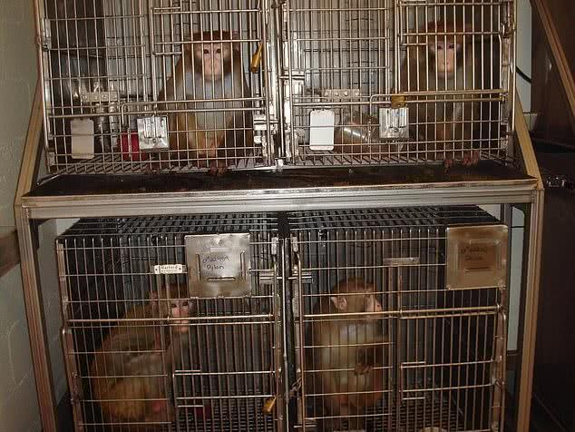美国实验室残忍行为曝光,逼迫猴子吃猪油,15亿经费来自国家拨款