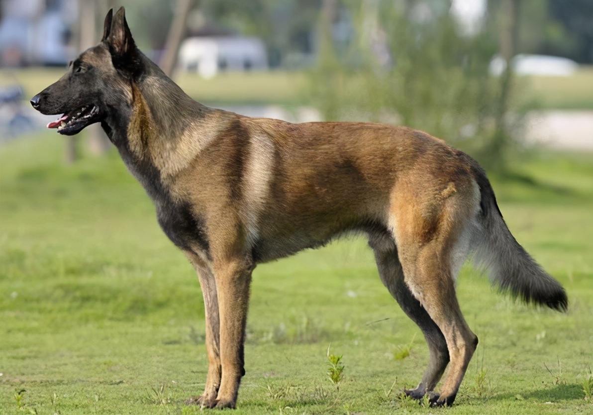 饲养马犬时，6*禁大**忌不能犯