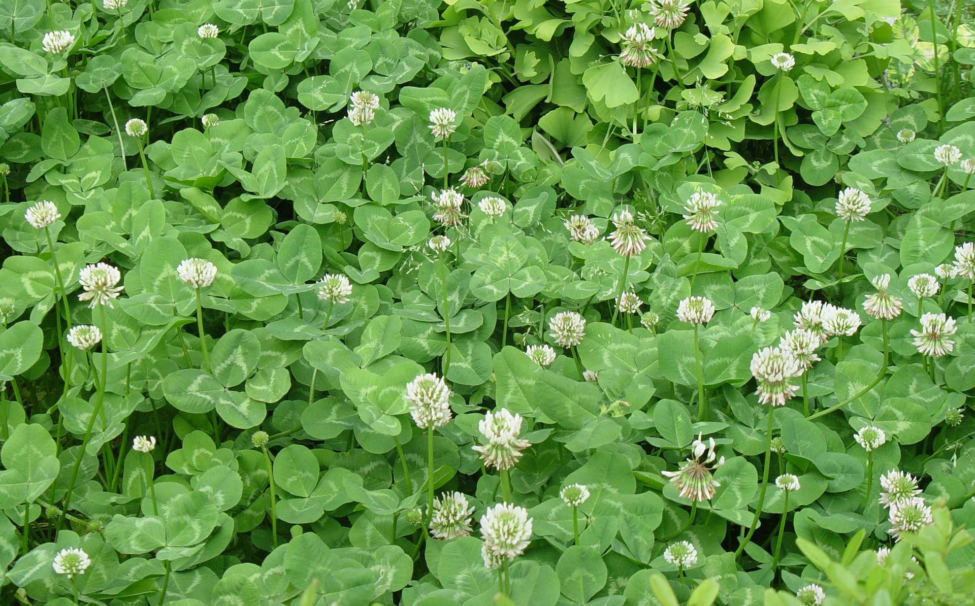 白三叶怎么盆栽种植,白三叶草坪怎么种植